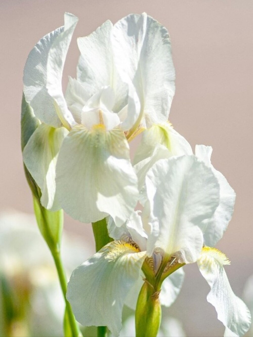 Cassandra  Key Cover Free White Iris Rhizome